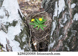 lege, nest van de vogel, closeup