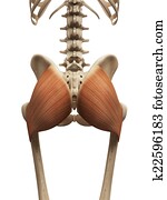 the gluteus maximus the gluteus maximus