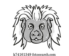 cottontop, טאמארין, סכן, חיות פרא, ציור היתולי, מונו, ציור של קו