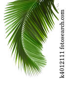 Green palm tree 