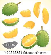 Set of durian in various styles vector format