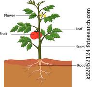 showing the parts of a tomato plant showing the parts of a tomato plant