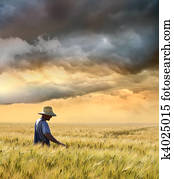 agricultor, verificar, seu, colheita, de, trigo