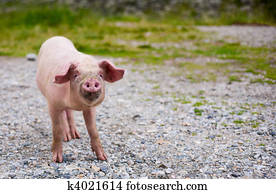 Glück Schwein Stock Photo Bilder 29.137 glück schwein Lizenzfreie