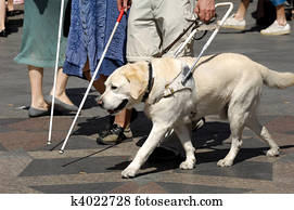 Guide dog Guide dog