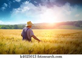 landwirt, gehende, durch, a, weizen- feld landwirt, gehende, durch, a, weizen- feld
