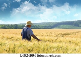 חקלאי, ללכת, דרך, a, תחום של חיטה