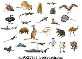 Australian animals isolated