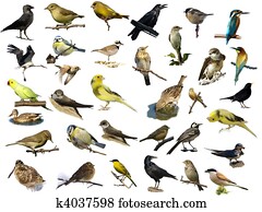 birds isolated on white (35) birds isolated on white (35)