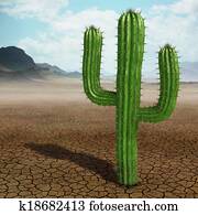 Cactus Cactus