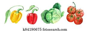 Set of vegetables: tomato, head cabbage and yellow and paprikas watercolor illustration Set of vegetables: tomato, head cabbage and yellow and paprikas watercolor illustration