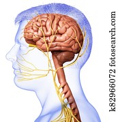 3d, השב, medically, מדויק, דוגמה, של, a, זכר, מוח, אנטומיה