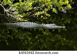 Alligator Alligator