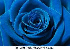 Beautiful blue rose Beautiful blue rose