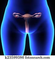Uterus, fallopian tubes, and ovaries Stock Illustration | cog02018