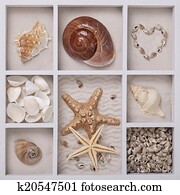 Seashells in a white box Seashells in a white box