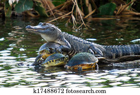 Turtle Collector Turtle Collector