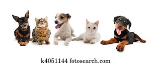 grupo, de, filhotes cachorro, e, gatos