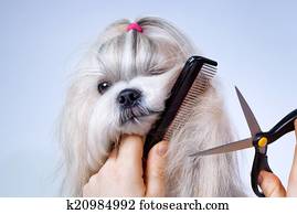 shih tzu, cachorro cuidando