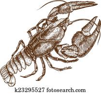 דוגמה, של, מישהו, כראיפיש