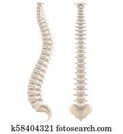 עמוד שדרה, עצמות, הפרד, בלבן, וקטור