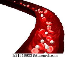 Blood Stream - Red and White Blood Blood Stream - Red and White Blood