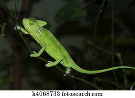 female Malagasy Giant Chameleon (Furcifer oustaleti)