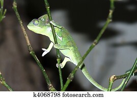female Malagasy Giant Chameleon (Furcifer oustaleti)