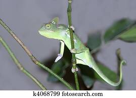 female Malagasy Giant Chameleon (Furcifer oustaleti)