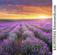Meadow of lavender. Meadow of lavender.