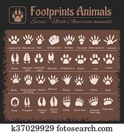 מסלולים של בעל החיים, -, צפון אמריקאי, בעלי חיים