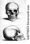 Human skull Human skull