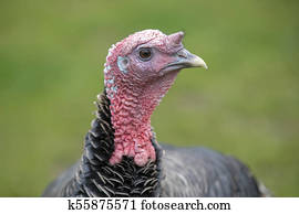 Turkey Turkey