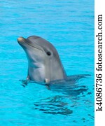 Dolphin side View Dolphin side View