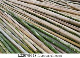 green bamboo for industry construction green bamboo for industry construction