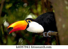 Toco Toucan