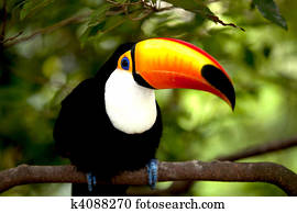 Toco Toucan