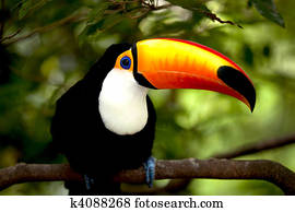 Toco Toucan