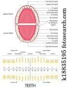 בן אנוש, של השיניים, אנטומיה