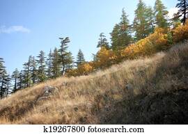 Ponderosa Kiefer Baum Stock Fotos | 522 Ponderosa Kiefer Baum Bilder