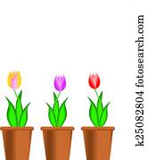 TULIPS TULIPS