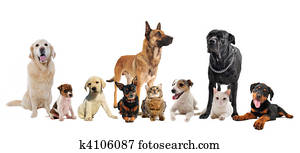 grupo, de, filhotes cachorro, e, gatos