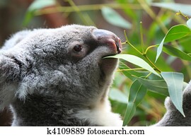 koala