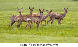 Mixed Group of Roe Deer in grassland environment Mixed Group of Roe Deer in grassland environment