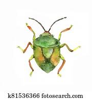 single green bug, beetle with shield on back, garden insect, skunk single green bug, beetle with shield on back, garden insect, skunk