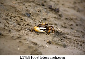 Detritus Feeder Photos Our Top 40 Detritus Feeder Images