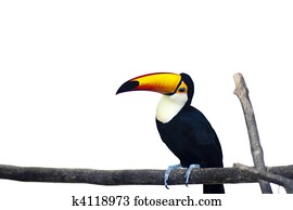 Beautiful Toucan on White Background