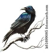 Black raven Black raven