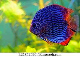 Blue discus fish
