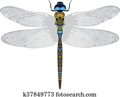 DRAGONFLY DRAGONFLY